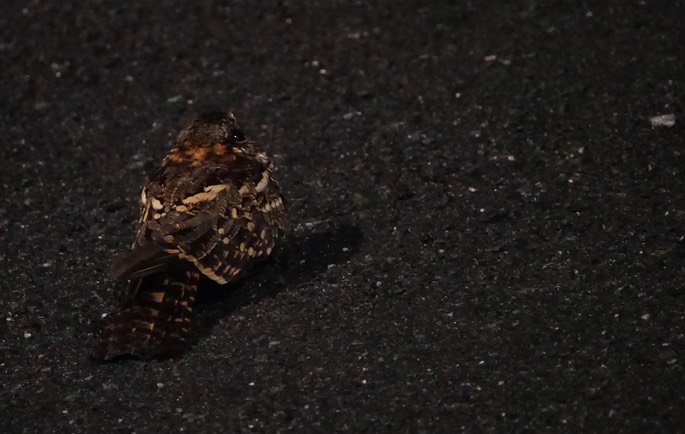 White-tailed Nightjar, Hydropsalis cayennensis leopetes3