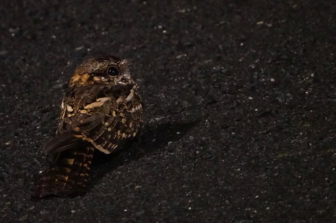 White-tailed Nightjar, Hydropsalis cayennensis leopetes1