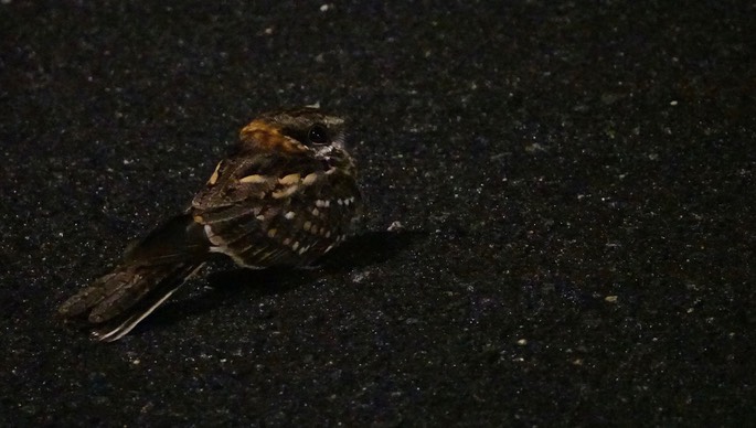 White-tailed Nightjar, Hydropsalis cayennensis leopetes5