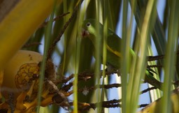 White-winged Parakeet, Brotogeris versicolurus