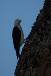 White Woodpecker, Melanerpes candidus1