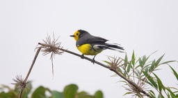 Whitestart, Golden-fronted (Cerro Montezuma, Colombia) 2