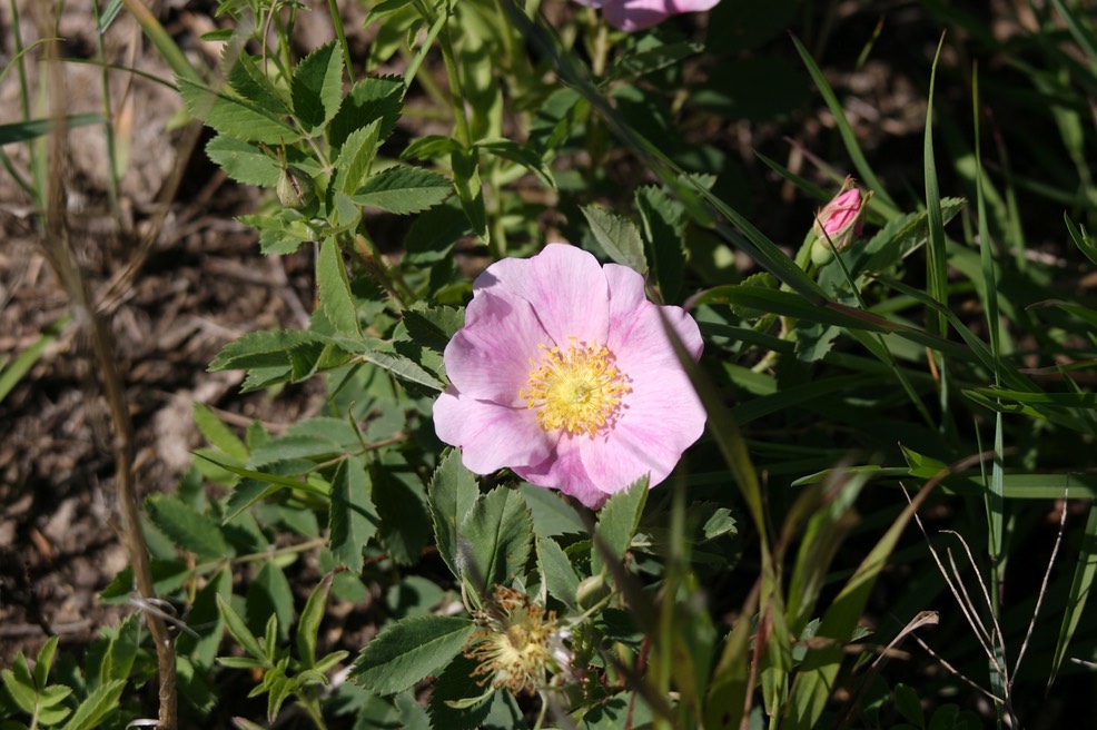 Wild Rose (North Dakota)