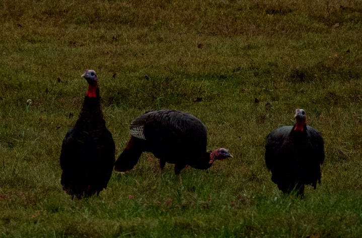 Wild Turkey, Shiloh National Battlefield 4
