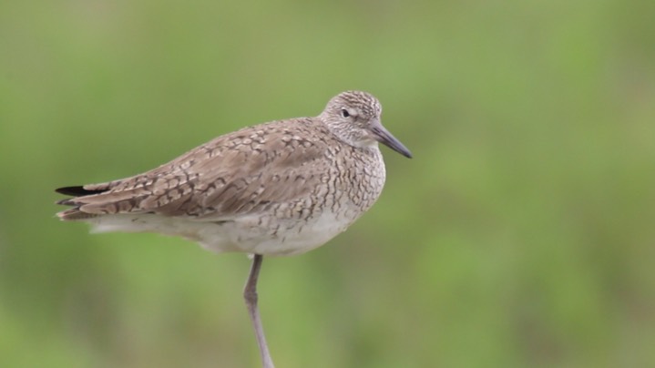 Willet (Texas) 2