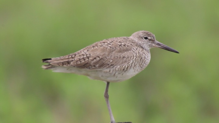 Willet (Texas)