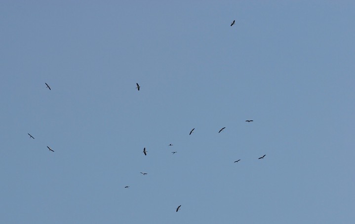 Wood Stork 14