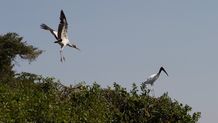 Wood Stork 15