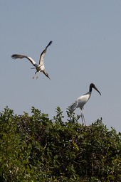 Wood Stork 16