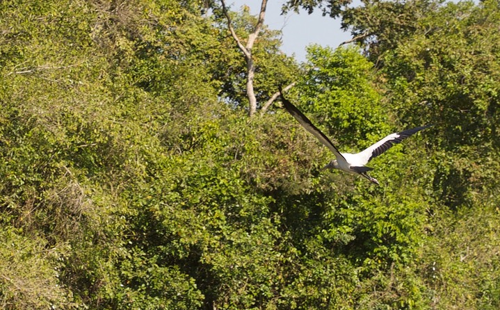 Wood Stork, Mycteria americana2