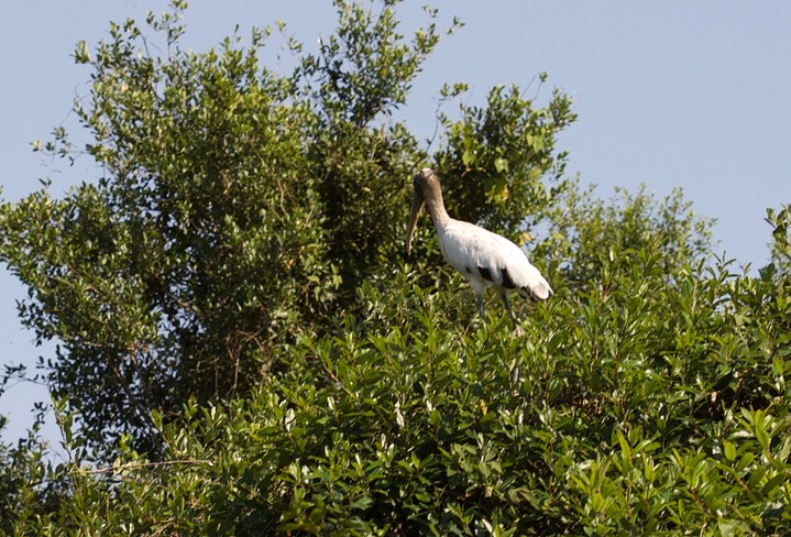 Wood Stork, Mycteria americana1