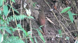 Woodcreeper, Cocoa