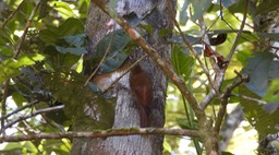 Woodcreeper, Montane (Colombia) 2