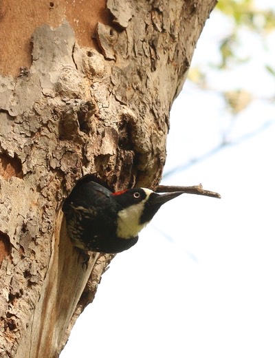 Woodpecker, Acorn   Melanerpes formicivorus