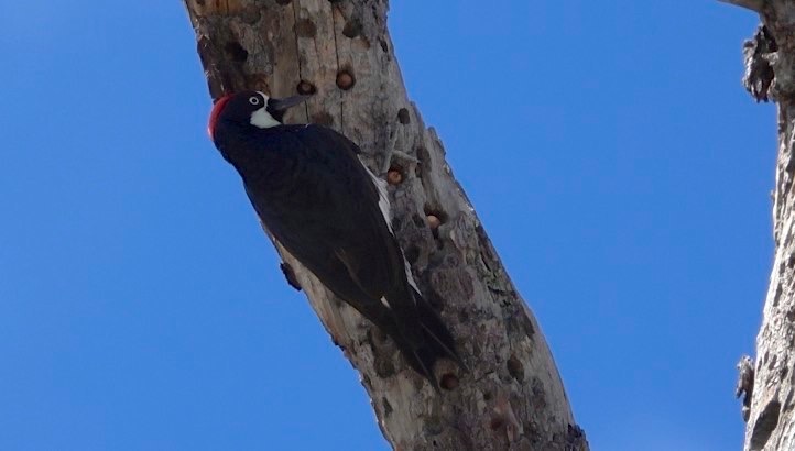 Woodpecker, Acorn