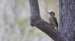 Woodpecker, Golden-tailed - Senegal