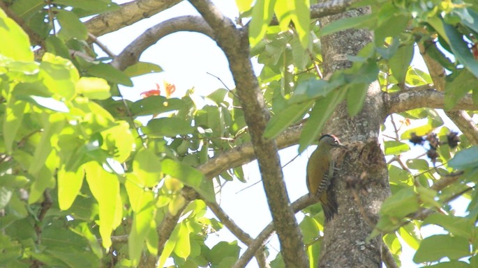 Woodpecker, Grey-headed 1