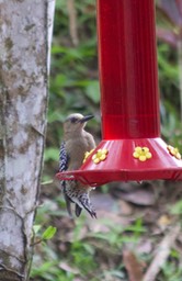 Woodpecker, Red-crowned1