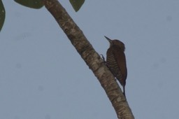 Woodpecker, Red-rumped