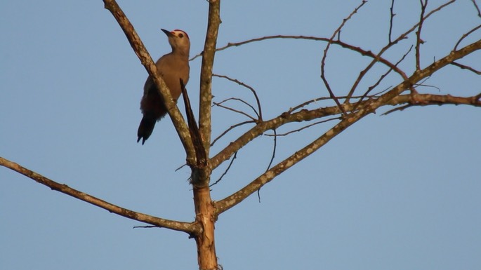 Woodpecker, Velasquez's 1