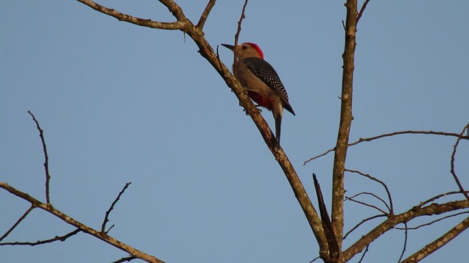 Woodpecker, Velasquez's