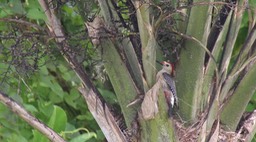 Woodpecker, Velazquez's 2