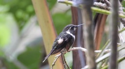 Woodstar, Purple-throated (Cerro Montezuma, Colombia) 5