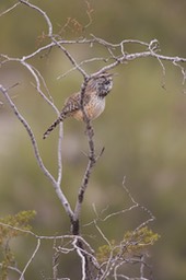 wren-cactus---campylorhynch_med