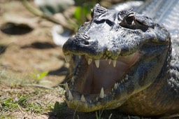 Pantanal, Brazil