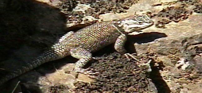 Yarrow's Spiny Lizard 3