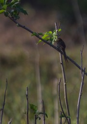 Yellow-chinned Spinetail, Certhiaxis cinnamomeus