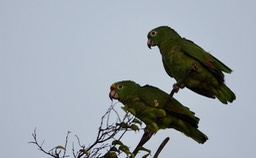 Yellow-crowned Parrot, Amazona ochrocephala 