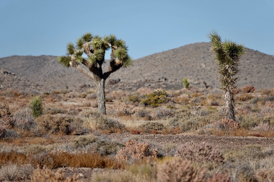 Yucca brevifolia, Joshua Tree, E. of Death Valley2