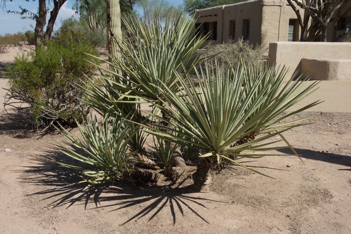 yucca-torreyi-torey-yucca_med