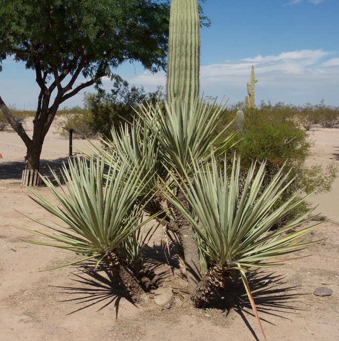 yucca-torreyi-torey-yucca_med-2