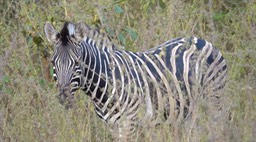 Zebra, Burchell's - Senegal 5